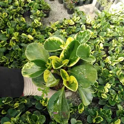 گل قاشقی ابلق سایز متوسط - زیبا و خاص| فروش در فروشگاه msgol