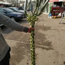 خرید لاکی بامبو اینترنتی ارزان با شرایط و توضیحات نگهداری.