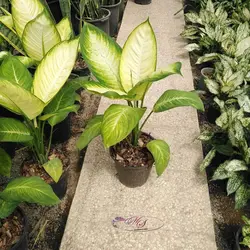 خرید و قیمت دیفن کاملیا - در فروشگاه اینترنتی خانم گل