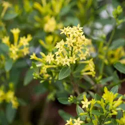 خرید گل محبوبه شب تکثیر گل محبوبه شب - قیمت انواع گل