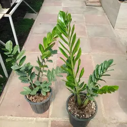 زاموفیلیا سطل 7