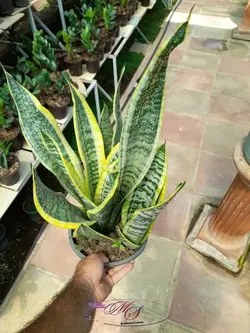 سانسوریا ابلق کرواتی