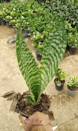 قیمت سانسوریا کراواتی - فروشگاه msgol