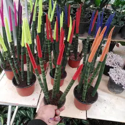 خرید سانسوریا مدادی | از فروشگاه خانم گل