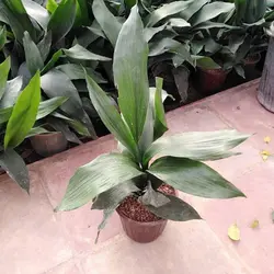 خرید گل برگ عبایی بصورت مستقیم از گلخانه خانم گل