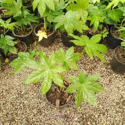 گل آرالیا سبز | گل های زینتی و زیبا| خرید از فروشگاه msgol