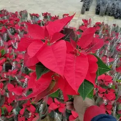 خرید گل بنت قنسول: بصورت مستقیم از گلخانه خانم گل