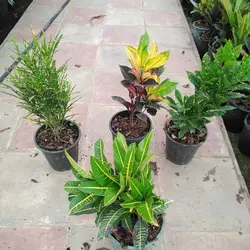 خرید گل پنجه کلاغی بدون واسطه از گلخونه خانم گل