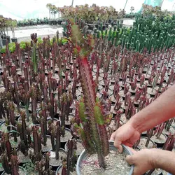 خرید کاکتوس افوربیا قرمز بسیار شاداب بصورت اینترنتی