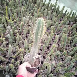 خرید کاکتوس خیاری بصورت مستقیم از گلخانه خانم گل