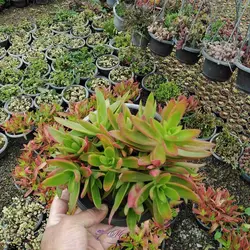 کراسولا آتشین - برگ های دو رنگ و زیبا| فروشگاه msgol