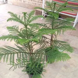 خرید کاج مطبق آپارتمانی از گلخانه خانم گل با ارسال به سراسر کشور