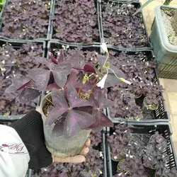 گل اگزالیس - نگهداری گل اگزالیس پروانه ای - خرید اینترنتی گل.