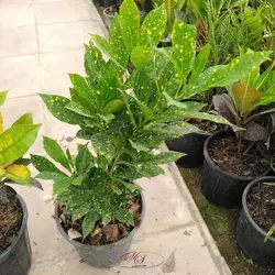 کروتون قطره طلا