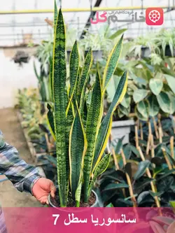 گل سانسوریا ابلق سطل 7 کاملا گلدون پر بدون مریضی + ارسال سریع