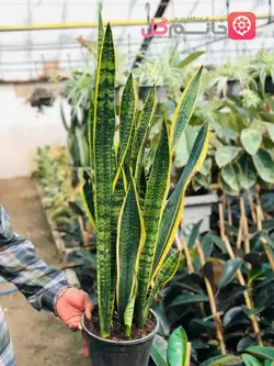 گل سانسوریا ابلق سطل 7 کاملا گلدون پر بدون مریضی + ارسال سریع