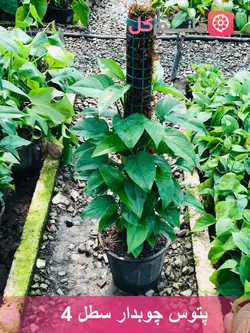 پتوس چوبدار سطل 4 گیاهی مقاوم برای محل کار + خانه