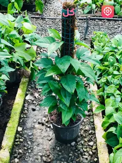 پتوس چوبدار سطل 4 گیاهی مقاوم برای محل کار + خانه