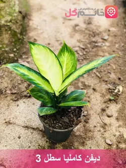 دیفن کاملیا سطل 3 گیاهی با برگهای بسیار جذاب