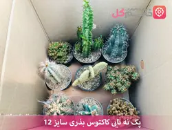 پک نه تایی کاکتوس بذری سایز 12 - گلخونه خانم گل