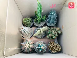 پک نه تایی کاکتوس بذری سایز 12 - گلخونه خانم گل