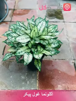 آگلونما سفید غول پیکر + گیاه بزرگ مناسب برای هدیه فروشگاه msgol