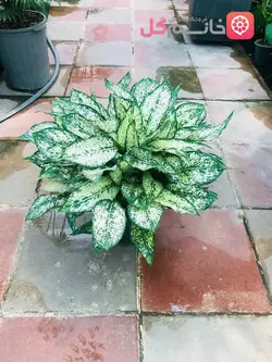 آگلونما سفید غول پیکر + گیاه بزرگ مناسب برای هدیه فروشگاه msgol