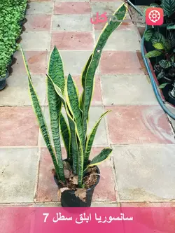 سانسوریا ابلق سطل 7 دارای 5 شاخه بزرگ - فروشگاه msgol