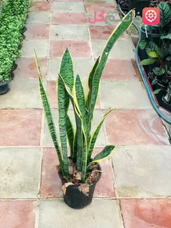 سانسوریا ابلق سطل 7 دارای 5 شاخه بزرگ - فروشگاه msgol