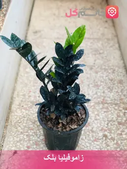 زاموفیلیا بلک سایز بزرگ - خانم گل