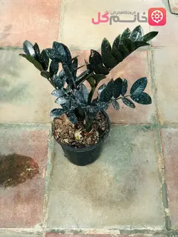 زاموفیلیا بلک سایز بزرگ - خانم گل