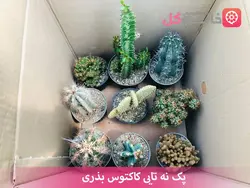 کاکتوس کوچک - فروشگاه msgol