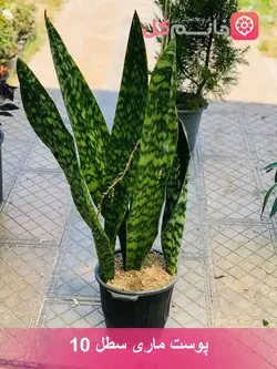 گیاه سانسوریا پوست ماری سطل 10 - فروشگاه msgol