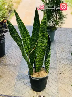 گیاه سانسوریا پوست ماری سطل 10 - فروشگاه msgol