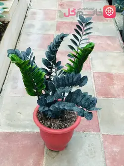 زاموفیلیا مشکی گلدان پر - گیاهی با برگهای زیبا و شاداب