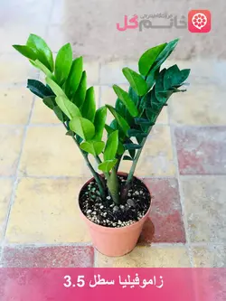 گل زاموفیلیا سطل 3.5 دارای چاجوش فراوان + قیمت مناسب و ارزان