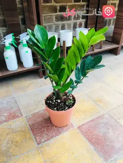 گل زاموفیلیا سطل 3.5 دارای چاجوش فراوان + قیمت مناسب و ارزان