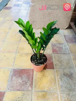 گل زاموفیلیا سطل 3.5 دارای چاجوش فراوان + قیمت مناسب و ارزان