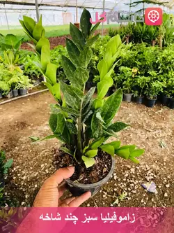 زاموفیلیا سبز چند شاخه بسیار زیبا و با کیفیت + خانم گل