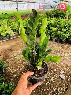 زاموفیلیا سبز چند شاخه بسیار زیبا و با کیفیت + خانم گل