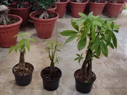 خرید و قیمت گل پاچیرا  (درخت پول برای فنگشویی)