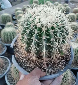 اچینو سایز کاسه - کاکتوس زرین zarin-k1051