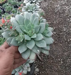 اشوریا گوشتی پر سایز۱۴ - کاکتوس زرین zarin-k1025