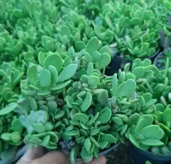 ساکولنت مادری پک۶ عددی سایز ۱۴ - کاکتوس زرین zarin-k1034