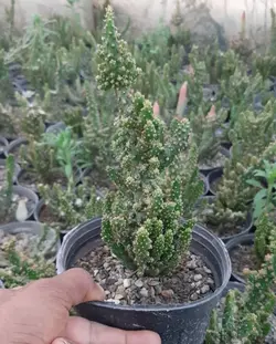 صخره ایی کاجی پک۶ عددی سایز ۱۴ - کاکتوس زرین zarin-k1031