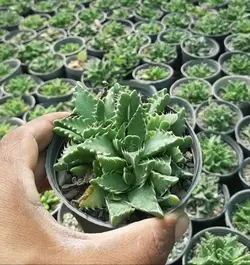 فوکوریا مادری پک۱۶ عددی سایز ۸ - کاکتوس زرین zarin-k1020