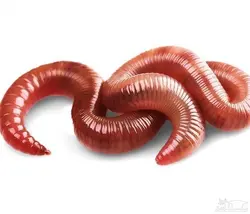 روغن خراطین