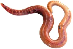 روغن خراطین