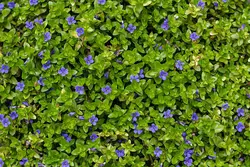 روغن براهمی