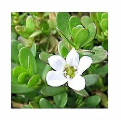 روغن براهمی